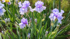 Giardino dell'Iris