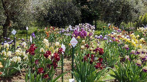 Giardino dell'Iris